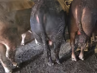 Bulle, Simmental cattle — Foto 1