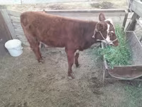 Kuh, Latvian Blue cattle — Foto 6