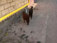 बकरा, बकरियाँ — फ़ोटो 5
