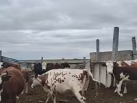Kuh, Simmental cattle — Foto 2