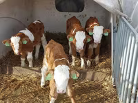 Bulle, Simmental cattle — Foto 4