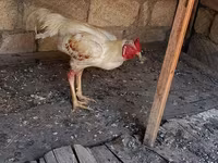 Chickens — फ़ोटो 7