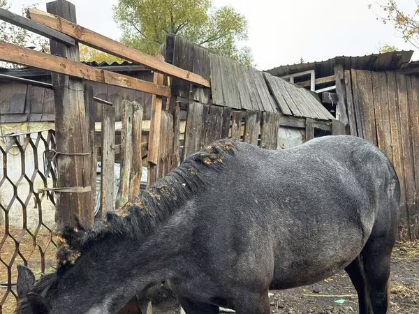 母马, Horses