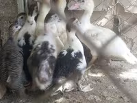Chickens — 5-rasm