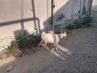 बकरा, बकरियाँ — फ़ोटो 7