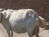 عنزة, Saanen goat — الصورة 2