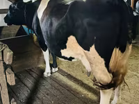 Kuh, Russian Black pied cattle — Foto 3