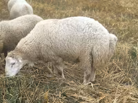 Qoʻchqor, Bardhoka sheep — 4-rasm