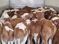 牛只（批次，未指定性别）, Simmental cattle — 照片 1