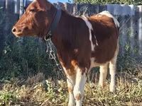 Cow, Cattle — photo 3
