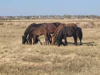 Stute, Horse breed — Foto 2