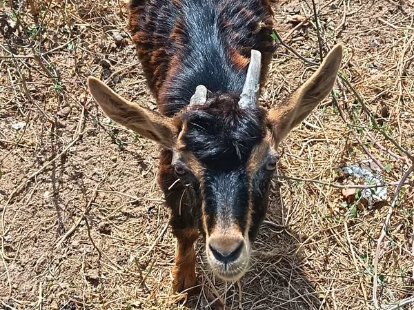 Goat, Alpine goat