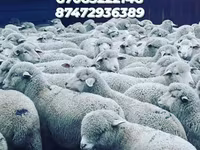 मेढ़ा, भेड़ — फ़ोटो 5