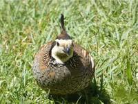 King Quail — 2-rasm