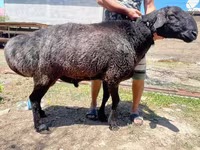 Ram, Sheep — photo 2
