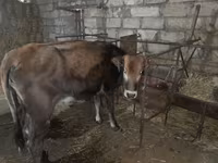 ВРХ (партія, стать не вказано), Велика рогата худоба — фото 3