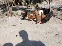 Chickens — Foto 6