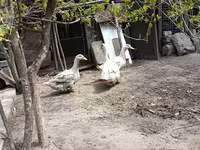 Ducks — الصورة 6