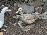 Ducks — Foto 2