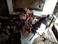 母山羊, Beetal goats — 照片 3