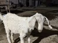 Ziege, Nubian Goat — Foto 2