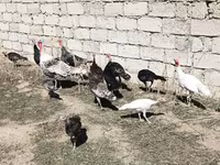 Turkeys — фото 1