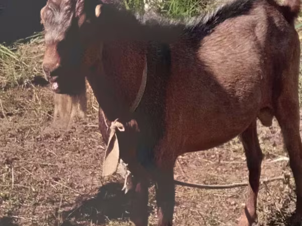 Keçilər (partiya, cinsi göstərilməyib), Beetal goats