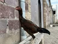 ऑस्ट्रेलियन गेम — फ़ोटो 1