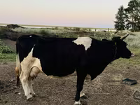 Kuh, Russian Black pied cattle — Foto 1