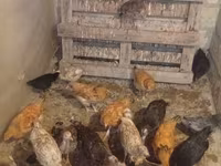 Turkeys — Foto 1