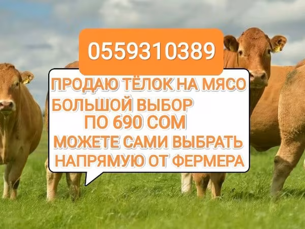 Vaca, Ganado vacuno