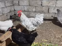 Australorp — Foto 1