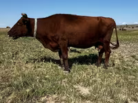 Kuh, Latvian Blue cattle — Foto 4