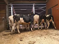 Kuh, Holstein-Rasse — Foto 2