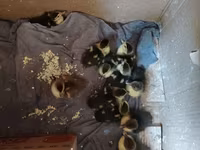 Ducks — الصورة 3