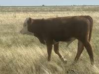 Buğa, Simmental cattle — foto 2