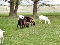 Ziege, Saanen goat — Foto 6