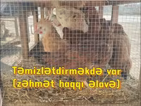 Chickens — 3-сурет
