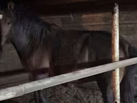 Caballo, Kazakh horse — foto 4