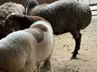母羊, Sheep — 照片 1