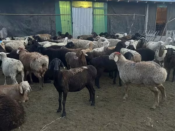 Qoç, Qoyunlar