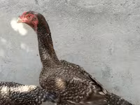 Chickens — Foto 2