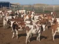 Kuh, Simmental cattle — Foto 2