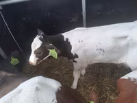 Toro, Simmental cattle — foto 1