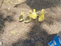 Geese — Foto 1
