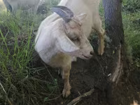Cabra, Alpine goat — foto 1