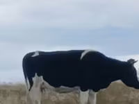 بقرة, Russian Black pied cattle — الصورة 1
