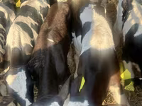 ІҚМ (топ, жынысы көрсетілмеген), Russian Black pied cattle — 2-сурет