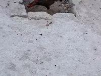 Chickens — Foto 4