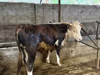 ثور, الماشية — الصورة 5
